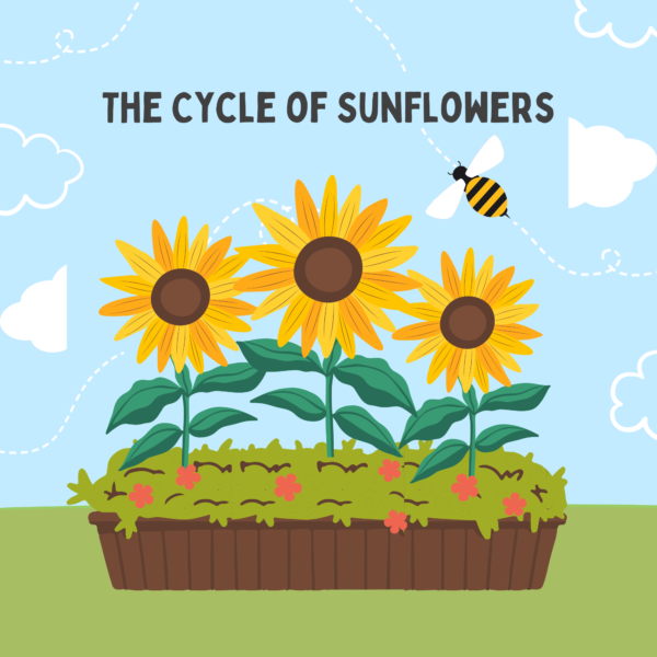 The Cycle of Sunflowers Story